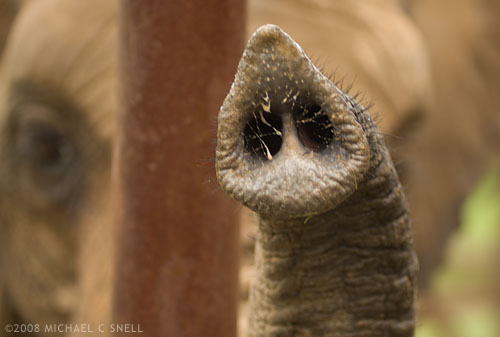 elephant trunk