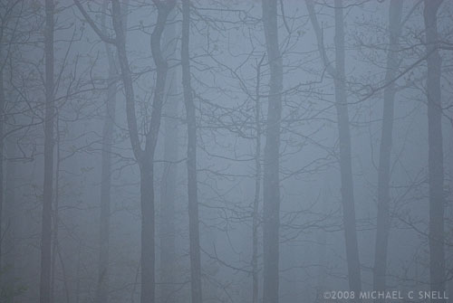 trees in fog