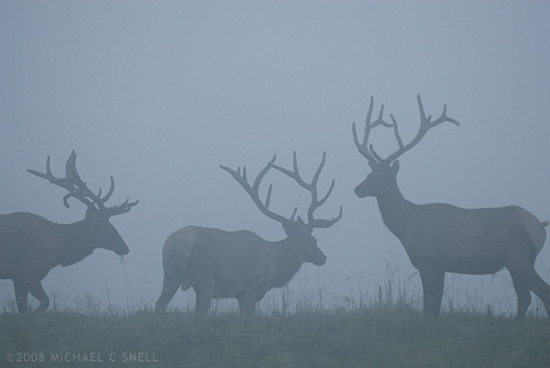 Elk