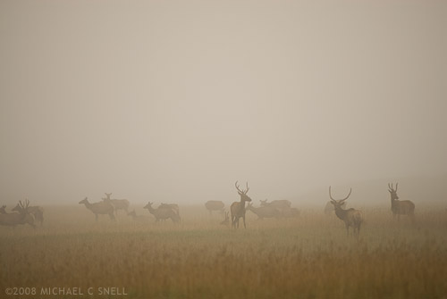 Kentucky elk herd