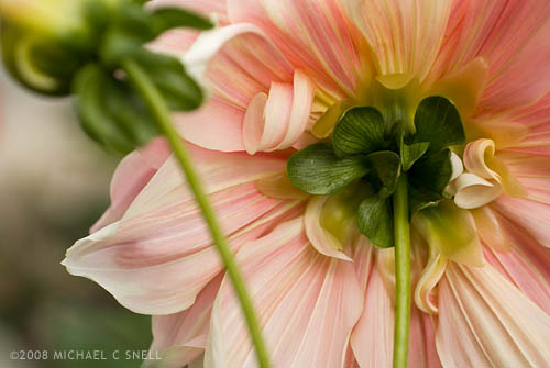 Flower at the Cherry Republic