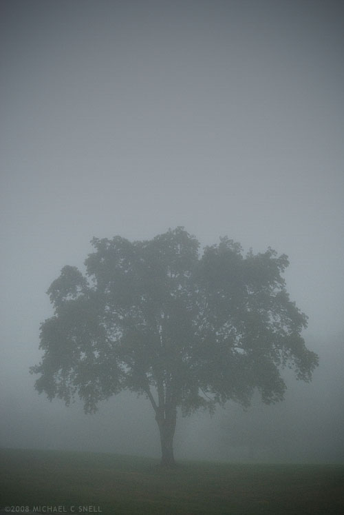 tree in fog