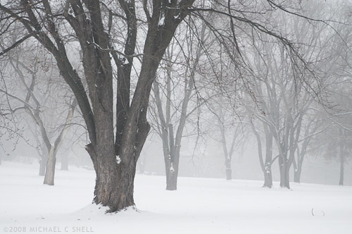 trees in snow