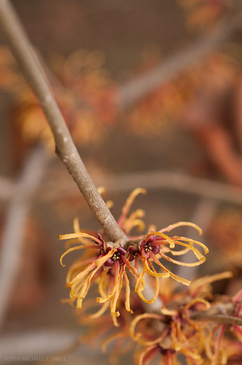 100312witchhazel_sotc