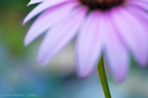 100719coneflower_sotc